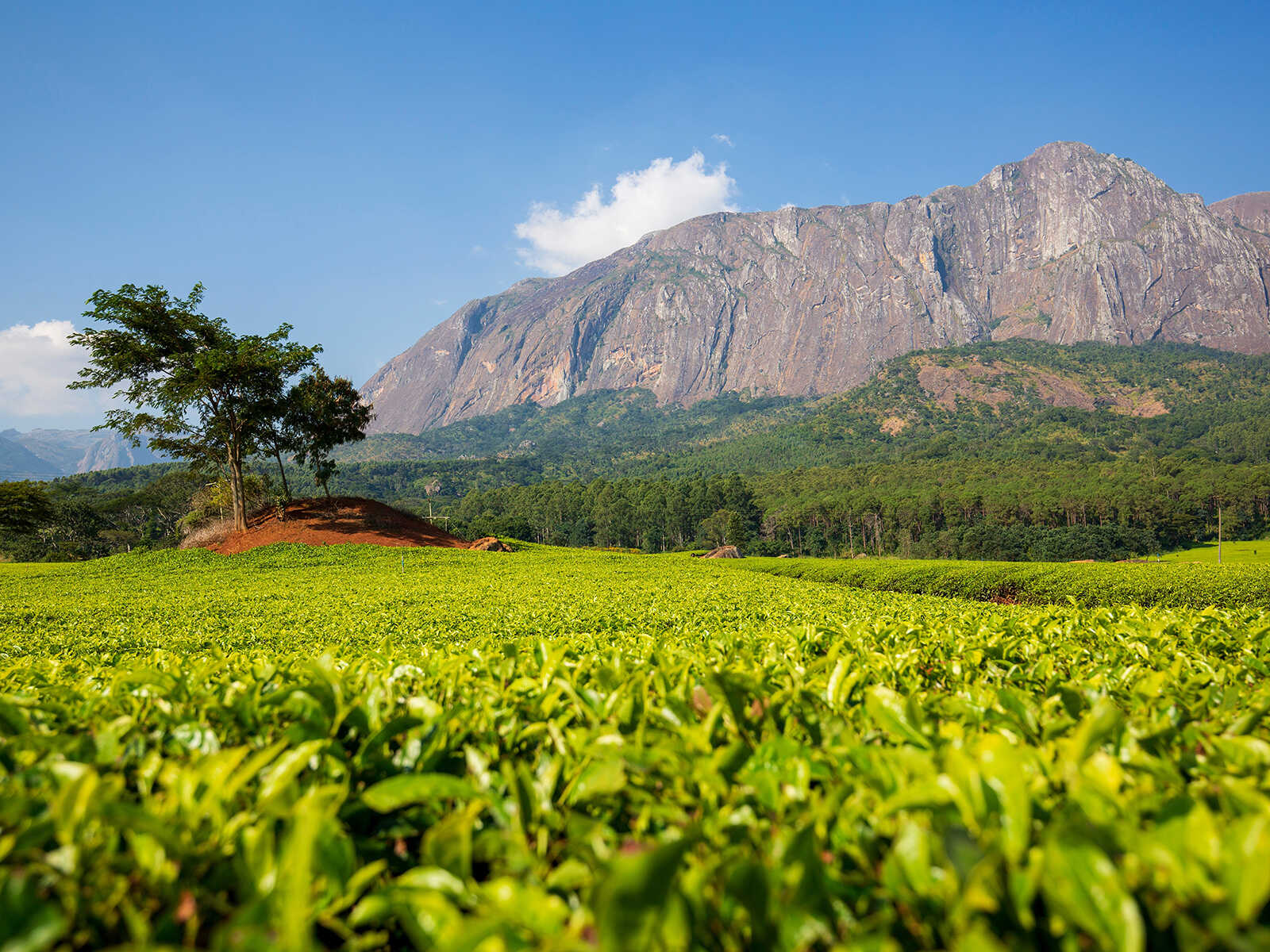 “Exploring Malawi’s Tea, Tobacco, and Organic Wonders”